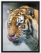 anmutiger Tiger auf Leinwandbild gerahmt Größe 80x60