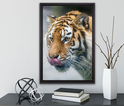 anmutiger Tiger auf Leinwandbild gerahmt mit Kirschblüten