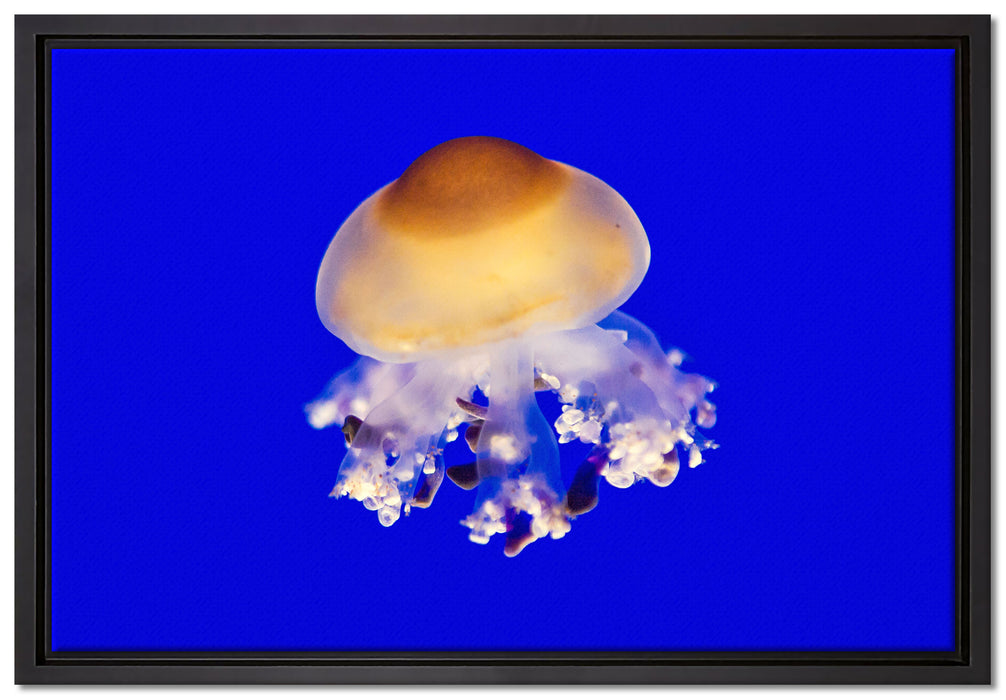 kleine Qualle auf Leinwandbild gerahmt Größe 60x40