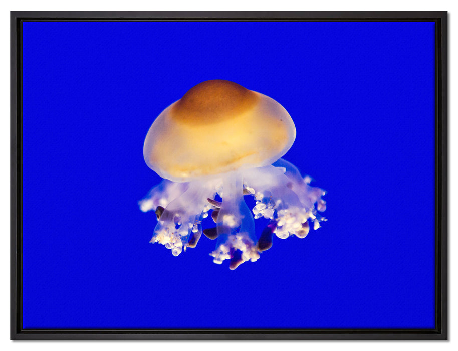 kleine Qualle auf Leinwandbild gerahmt Größe 80x60