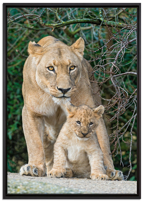 Löwin mit Jungtier auf Leinwandbild gerahmt Größe 100x70