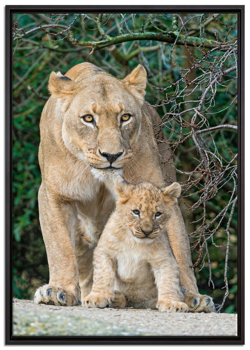 Löwin mit Jungtier auf Leinwandbild gerahmt Größe 100x70