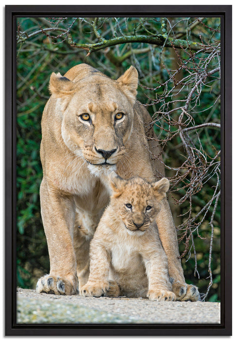 Löwin mit Jungtier auf Leinwandbild gerahmt Größe 60x40