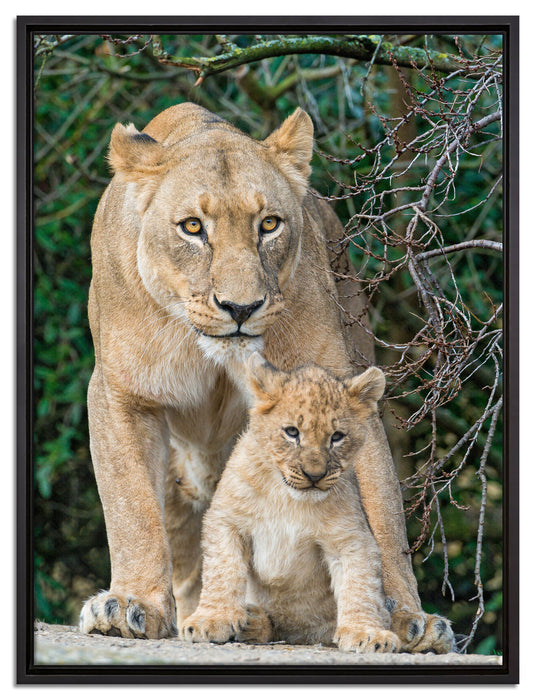 Löwin mit Jungtier auf Leinwandbild gerahmt Größe 80x60