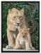 Löwin mit Jungtier auf Leinwandbild gerahmt Größe 80x60