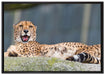 schlafender Gepard auf Leinwandbild gerahmt Größe 100x70