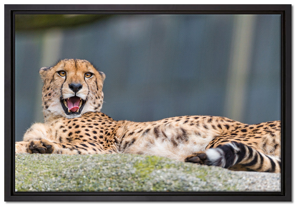 schlafender Gepard auf Leinwandbild gerahmt Größe 60x40