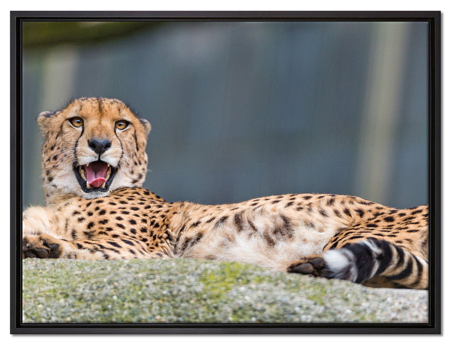 schlafender Gepard auf Leinwandbild gerahmt Größe 80x60
