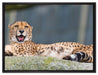 schlafender Gepard auf Leinwandbild gerahmt Größe 80x60