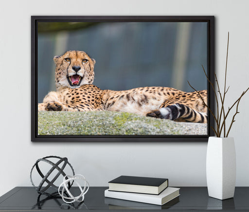 schlafender Gepard auf Leinwandbild gerahmt mit Kirschblüten