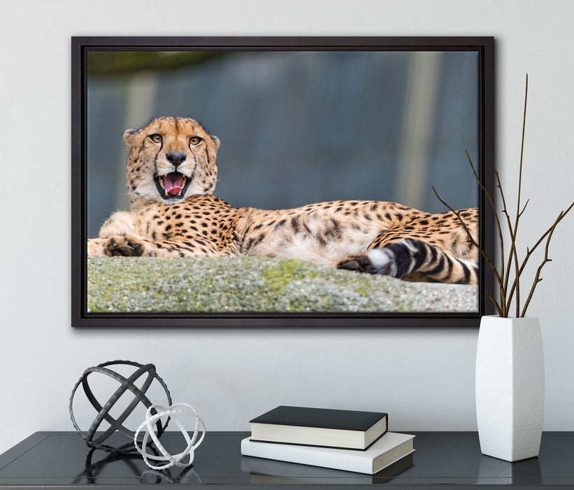 schlafender Gepard auf Leinwandbild gerahmt mit Kirschblüten