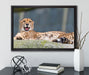 schlafender Gepard auf Leinwandbild gerahmt mit Kirschblüten