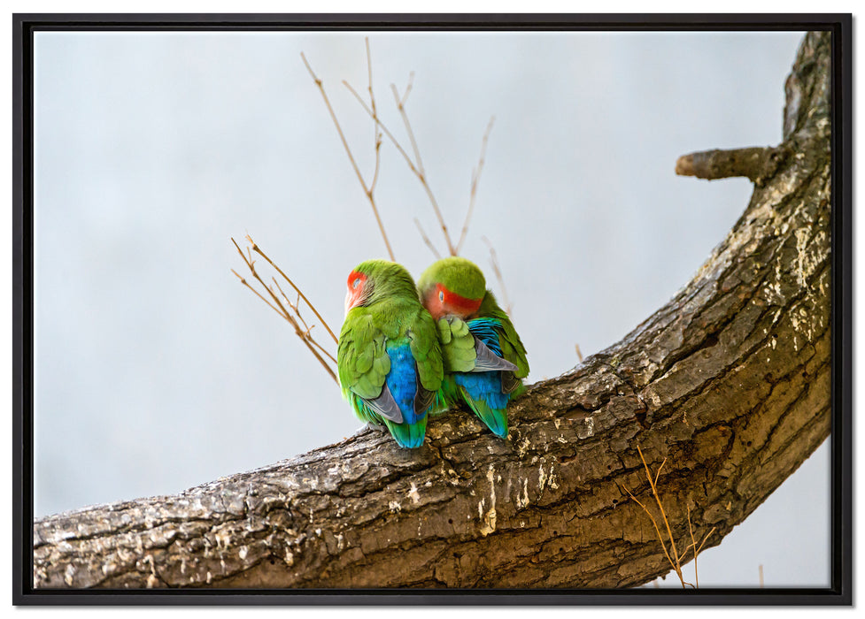 Rosenköpfchenpaar auf Leinwandbild gerahmt Größe 100x70