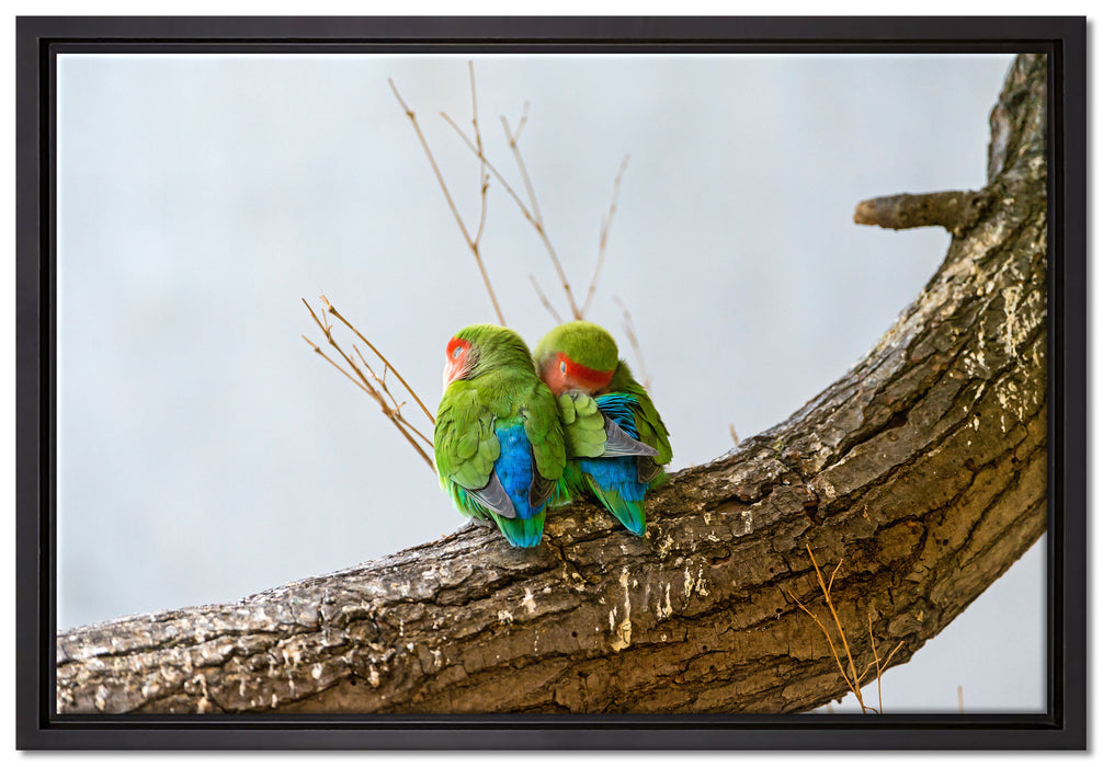 Rosenköpfchenpaar auf Leinwandbild gerahmt Größe 60x40