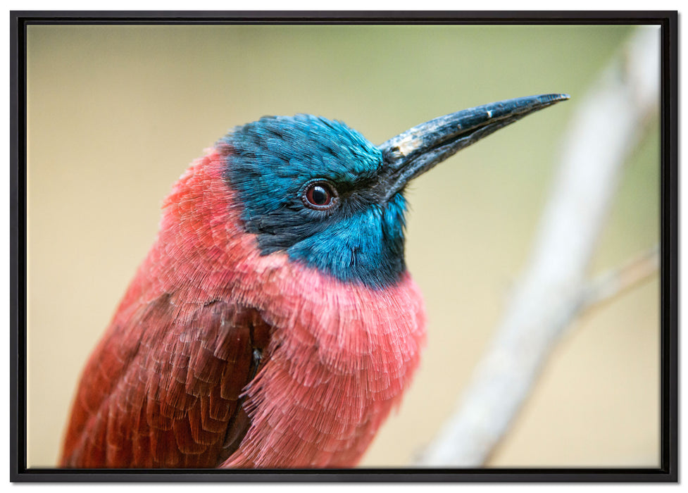 kleiner tropischer Vogel auf Leinwandbild gerahmt Größe 100x70