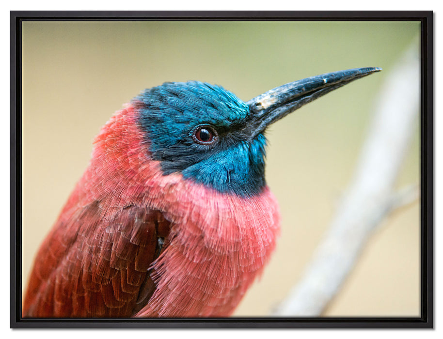 kleiner tropischer Vogel auf Leinwandbild gerahmt Größe 80x60