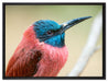 kleiner tropischer Vogel auf Leinwandbild gerahmt Größe 80x60