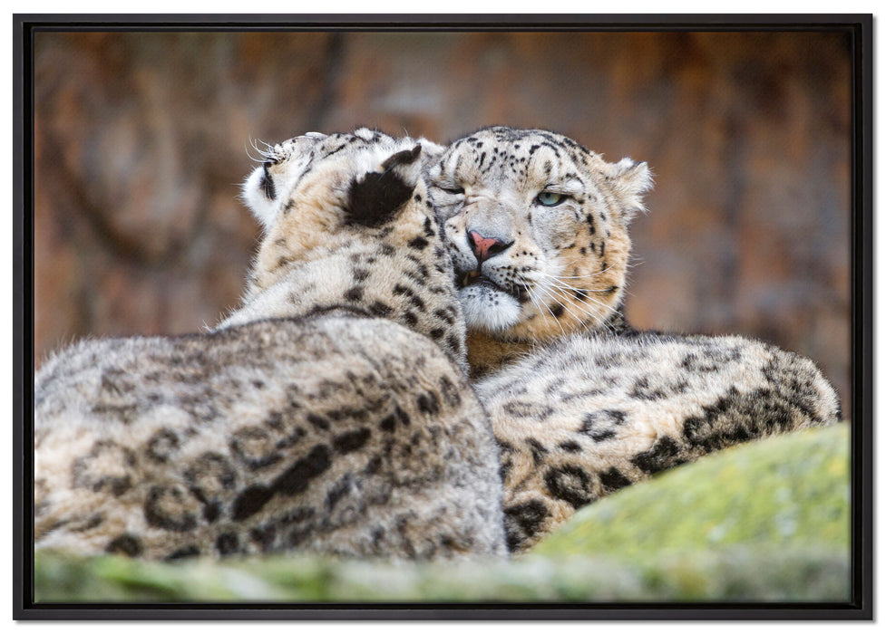 liebevolle Schneeleoparden auf Leinwandbild gerahmt Größe 100x70