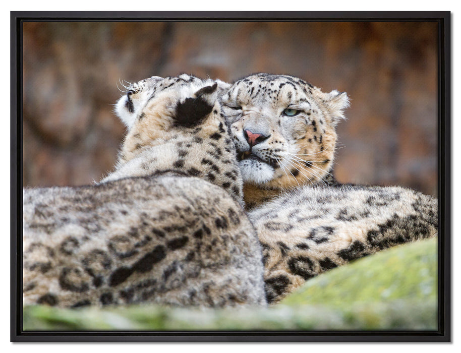 liebevolle Schneeleoparden auf Leinwandbild gerahmt Größe 80x60