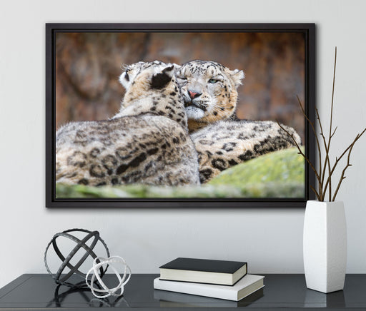 liebevolle Schneeleoparden auf Leinwandbild gerahmt mit Kirschblüten