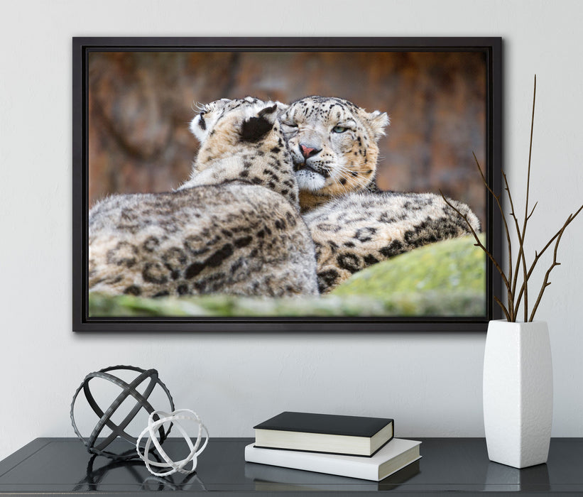 liebevolle Schneeleoparden auf Leinwandbild gerahmt mit Kirschblüten