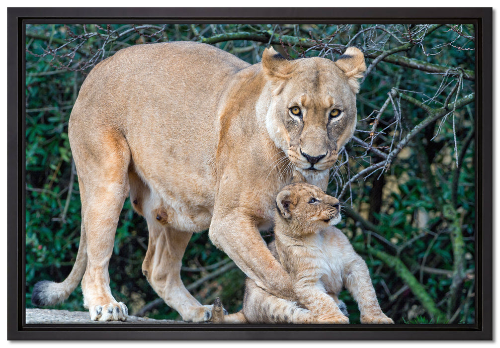 Löwin spielt mit Jungtier auf Leinwandbild gerahmt Größe 60x40