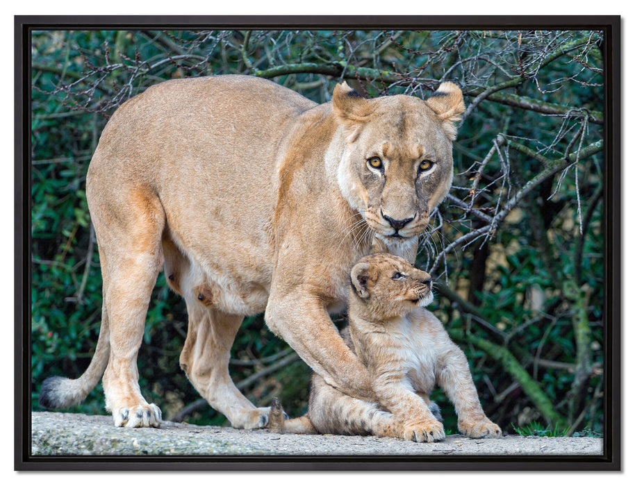 Löwin spielt mit Jungtier auf Leinwandbild gerahmt Größe 80x60