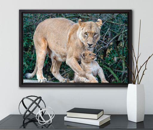 Löwin spielt mit Jungtier auf Leinwandbild gerahmt mit Kirschblüten