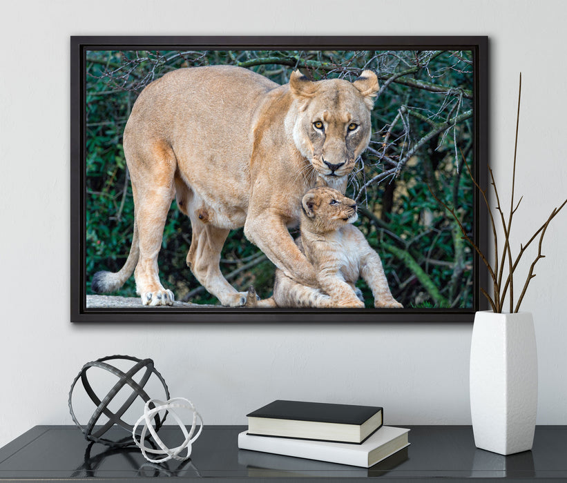 Löwin spielt mit Jungtier auf Leinwandbild gerahmt mit Kirschblüten