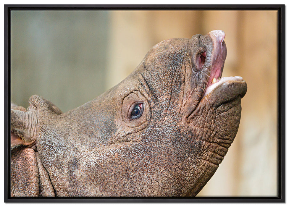 kleines Nashorn auf Leinwandbild gerahmt Größe 100x70