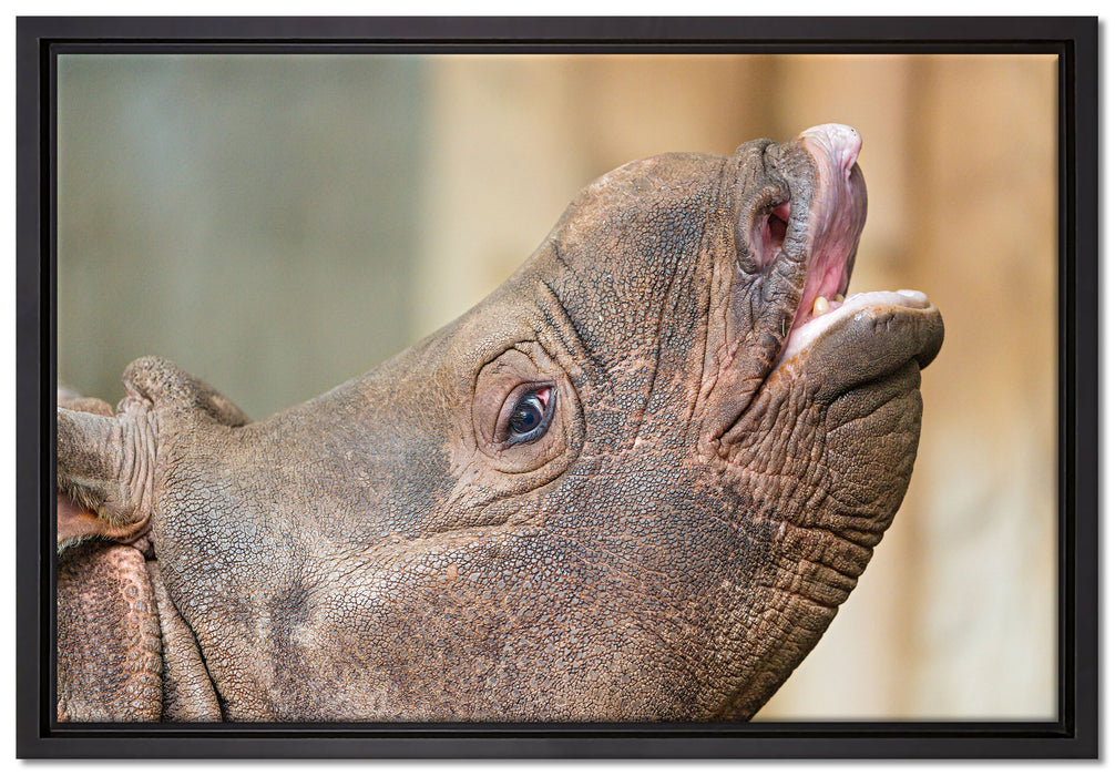 kleines Nashorn auf Leinwandbild gerahmt Größe 60x40