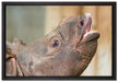 kleines Nashorn auf Leinwandbild gerahmt Größe 60x40
