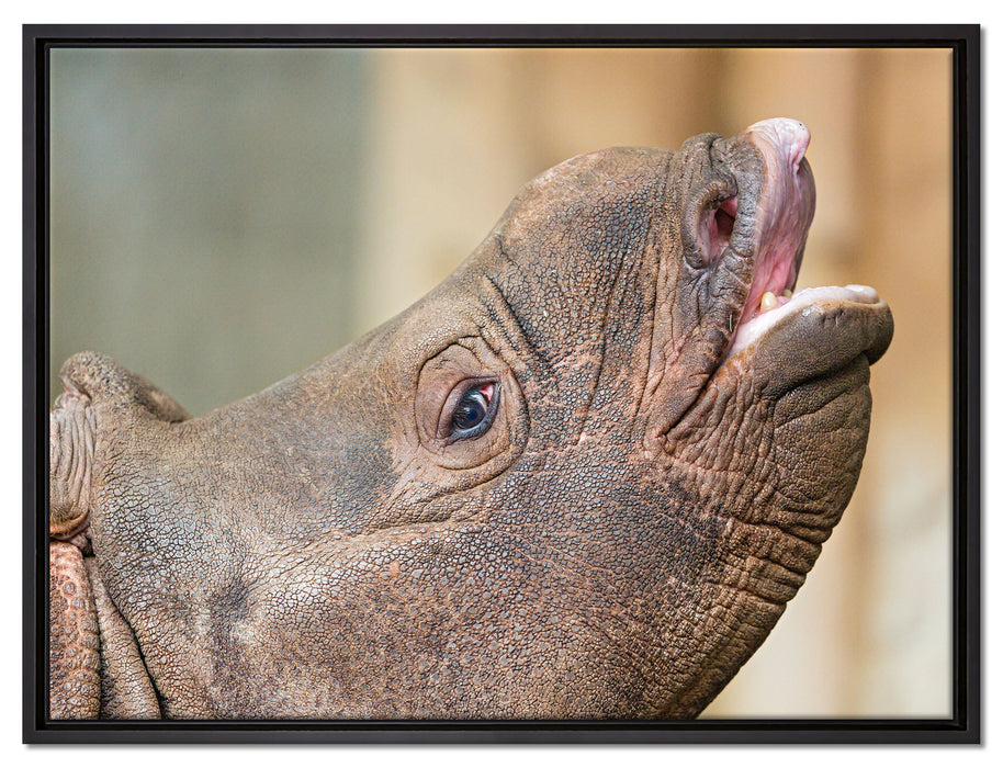 kleines Nashorn auf Leinwandbild gerahmt Größe 80x60