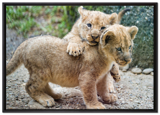 Löwenjunge auf Leinwandbild gerahmt Größe 100x70