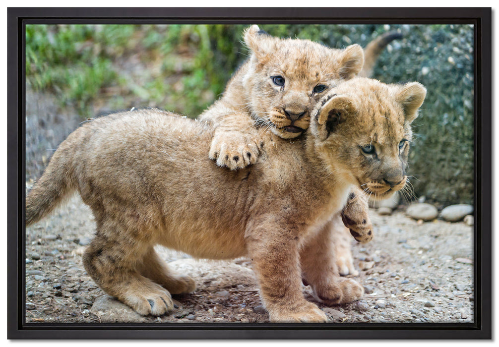 Löwenjunge auf Leinwandbild gerahmt Größe 60x40