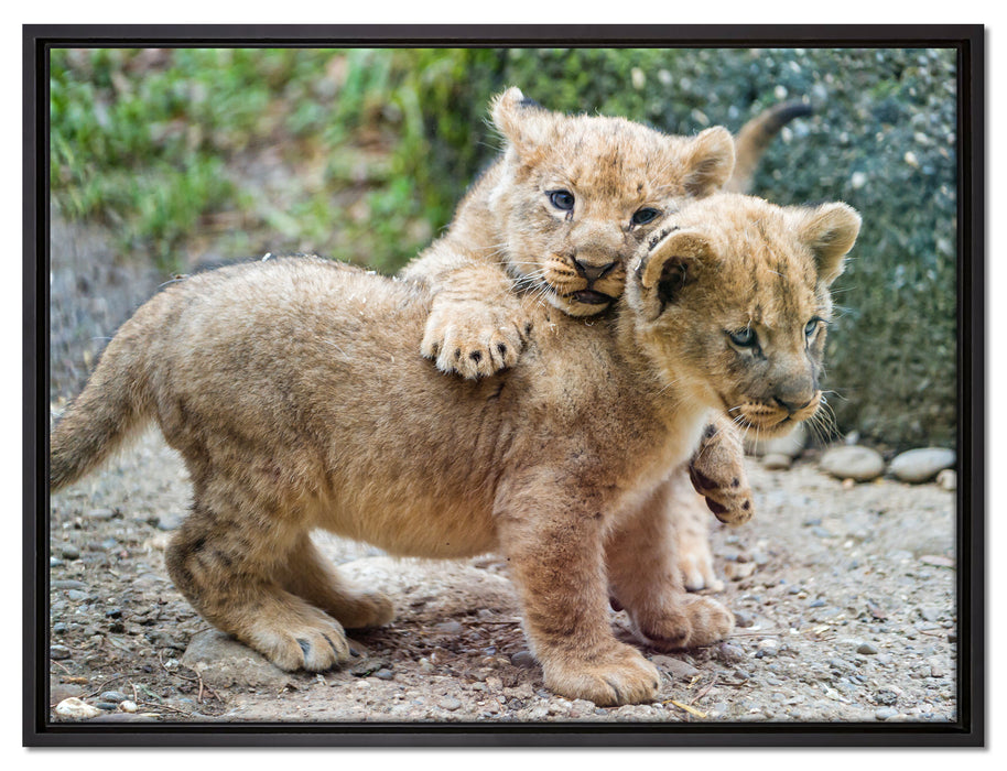 Löwenjunge auf Leinwandbild gerahmt Größe 80x60