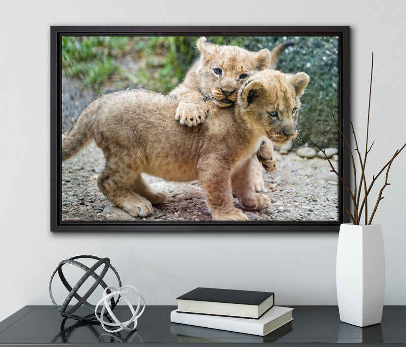Löwenjunge auf Leinwandbild gerahmt mit Kirschblüten