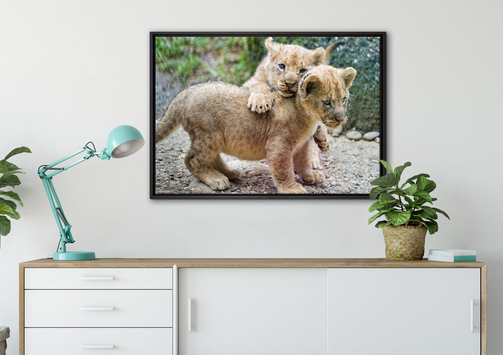 Löwenjunge auf Leinwandbild gerahmt verschiedene Größen im Wohnzimmer