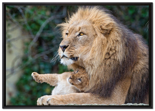 liebevoller Löwe mit Jungtier auf Leinwandbild gerahmt Größe 100x70