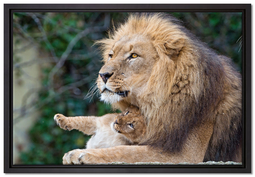 liebevoller Löwe mit Jungtier auf Leinwandbild gerahmt Größe 60x40