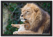 liebevoller Löwe mit Jungtier auf Leinwandbild gerahmt Größe 60x40