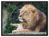 liebevoller Löwe mit Jungtier auf Leinwandbild gerahmt Größe 80x60