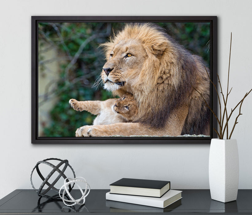 liebevoller Löwe mit Jungtier auf Leinwandbild gerahmt mit Kirschblüten