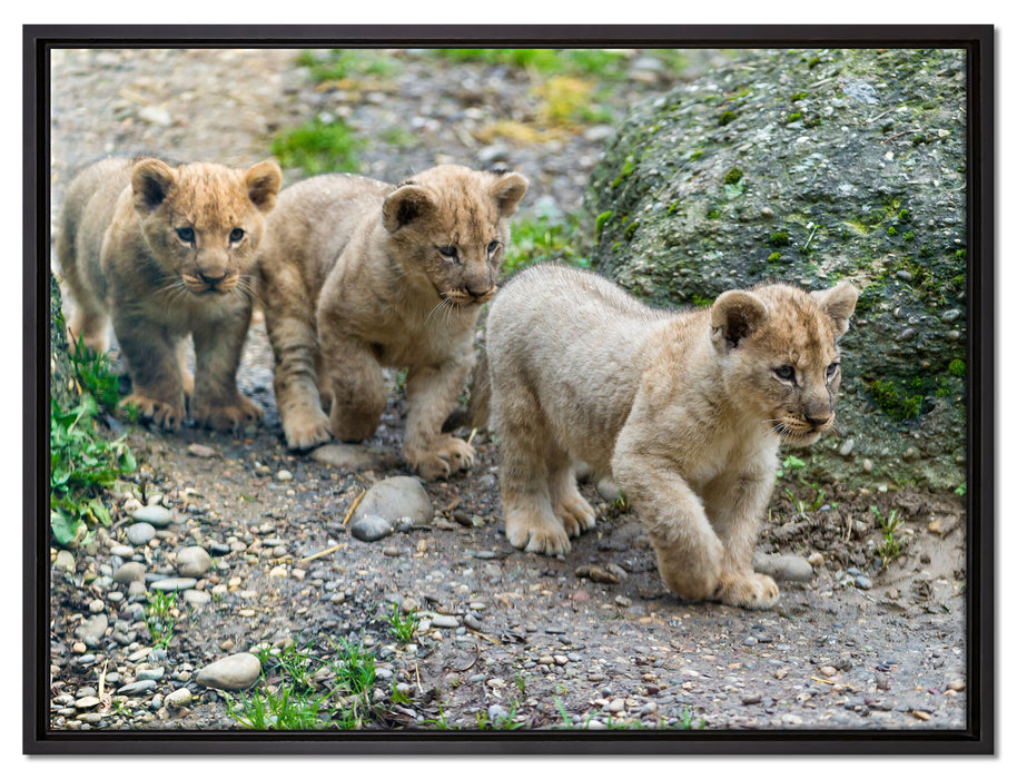 niedliche Löwenjungtiere auf Leinwandbild gerahmt Größe 80x60