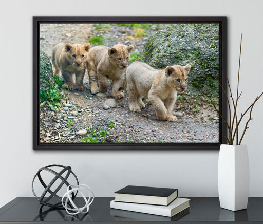 niedliche Löwenjungtiere auf Leinwandbild gerahmt mit Kirschblüten
