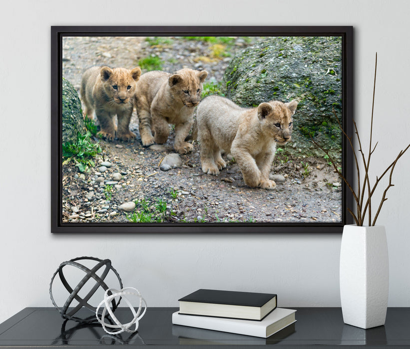 niedliche Löwenjungtiere auf Leinwandbild gerahmt mit Kirschblüten