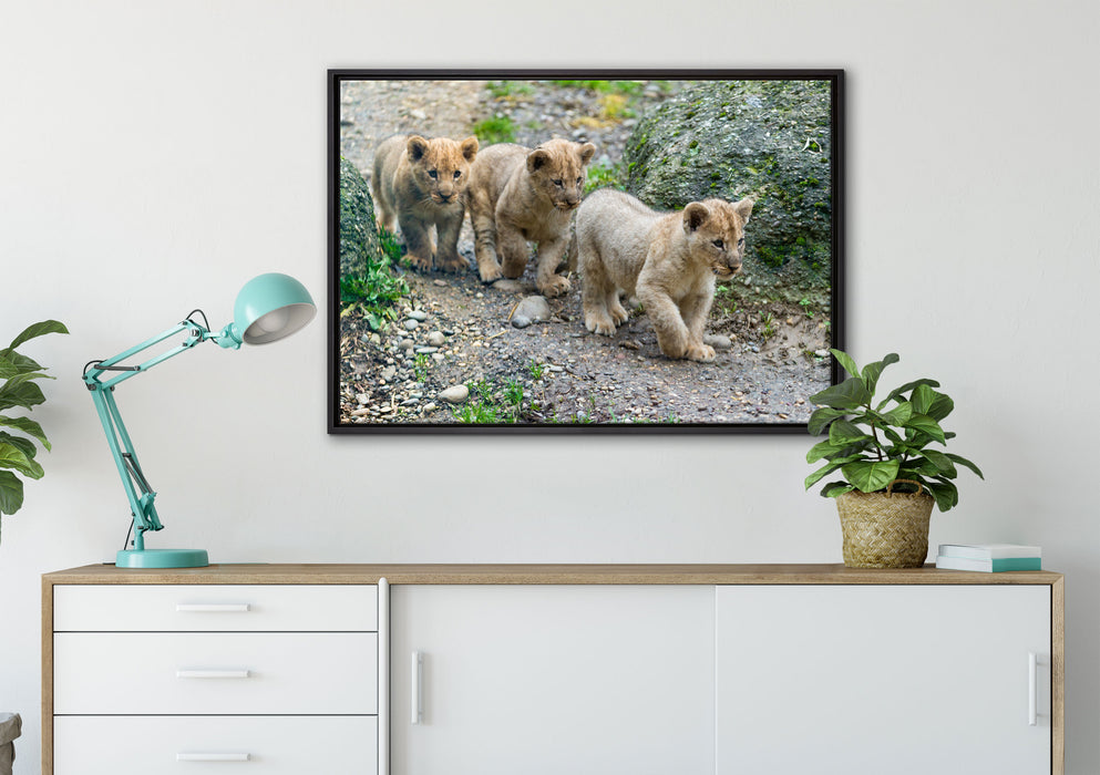 niedliche Löwenjungtiere auf Leinwandbild gerahmt verschiedene Größen im Wohnzimmer
