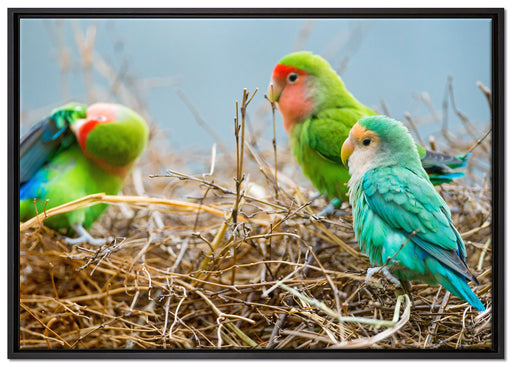 Papageien im Nest auf Leinwandbild gerahmt Größe 100x70