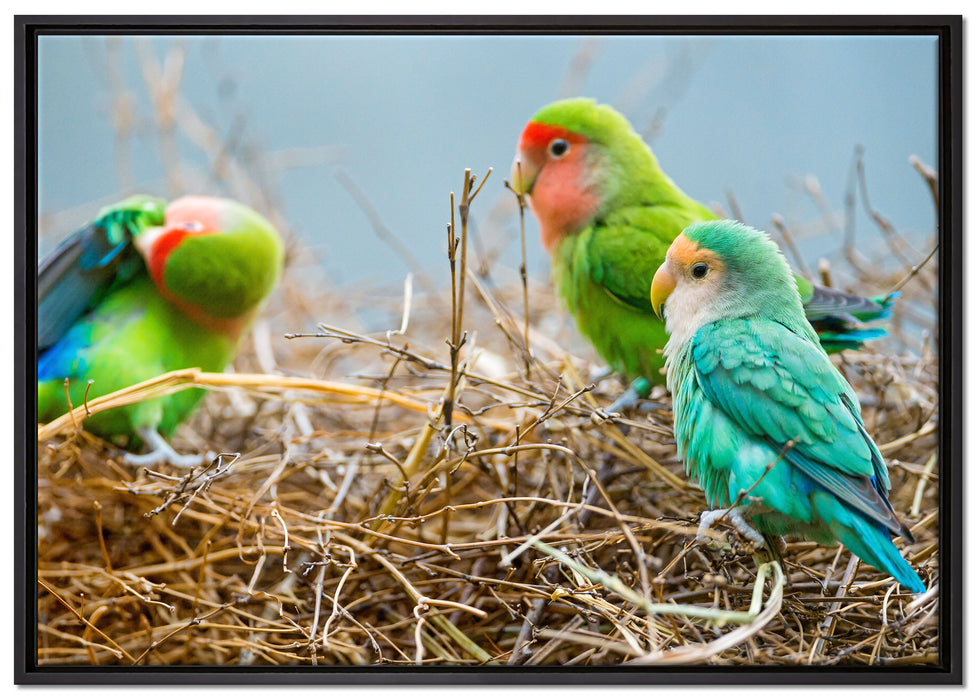 Papageien im Nest auf Leinwandbild gerahmt Größe 100x70