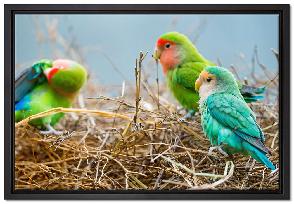 Papageien im Nest auf Leinwandbild gerahmt Größe 60x40